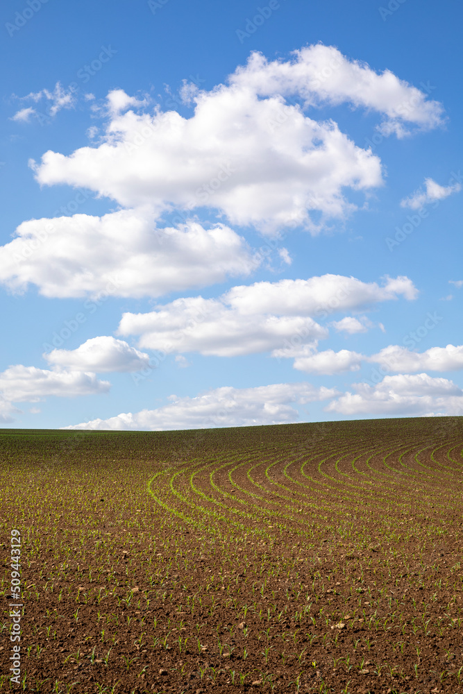 Agriculture et paysage de campagne, maïs dans les champs au printemps.