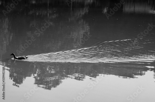 duck in a lake black and white photo