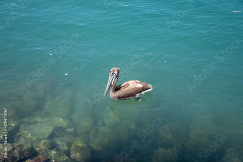 pelicans in the sea