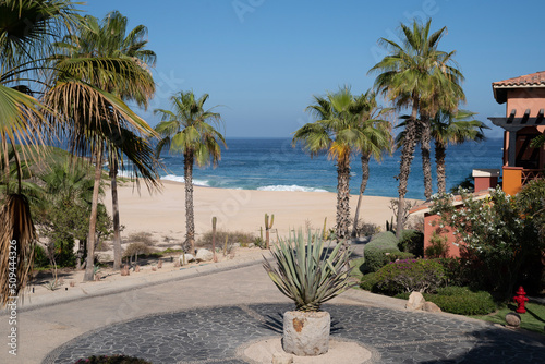 palm trees on the beach