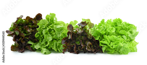 Fresh lettuce salad organic isolated on white background. photo