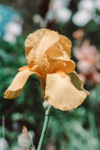 Bright iris flower in the garden  photo