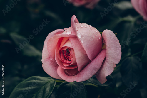 Pink single rose in the early morning outdoors. Vintage toning. Floral nature background