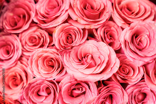 Pink Ecuadorian roses  can be used as background image