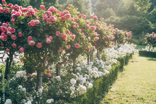 Beautiful roses in Vienna Hofburg Volksgarten. Early morning hours. Nature travel concept