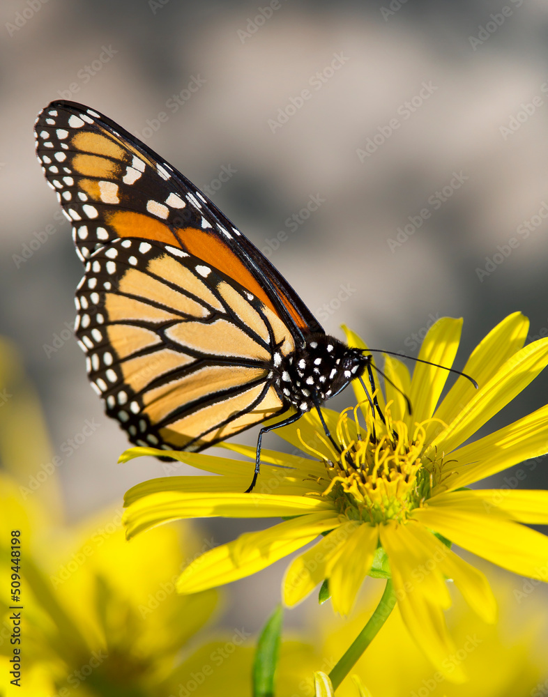 Monarch profile Monarch profile