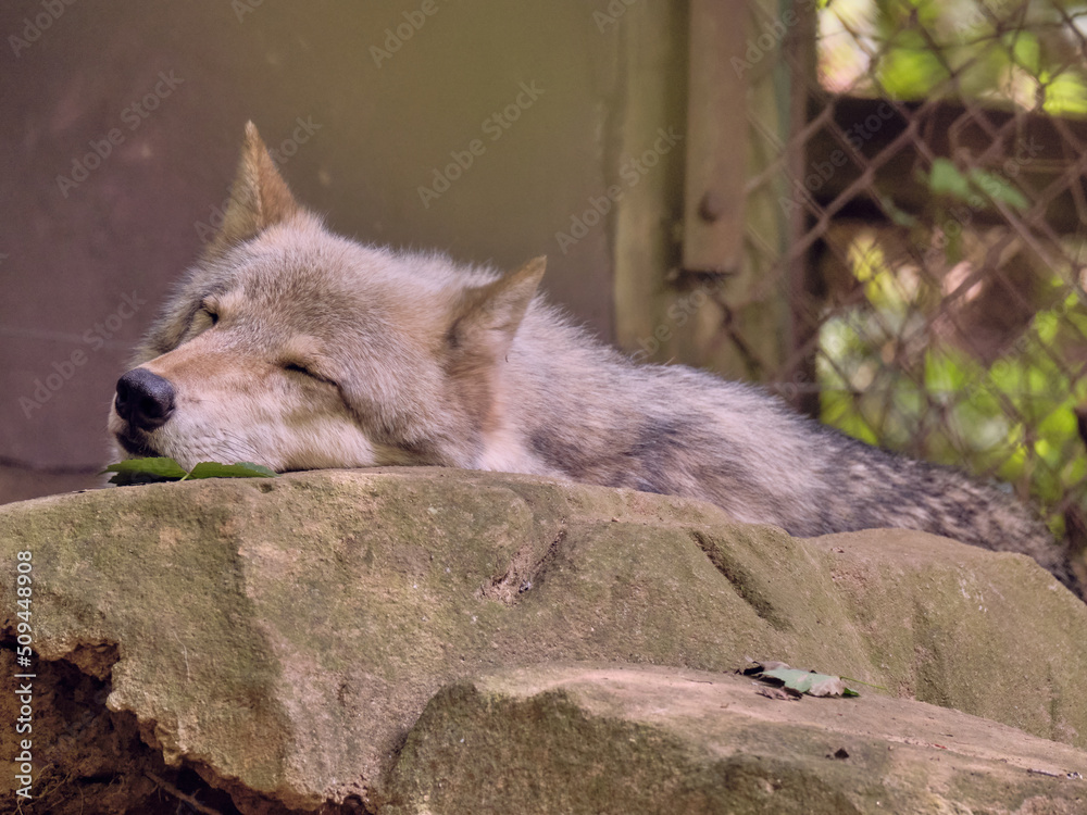 Fototapeta premium Afternoon Snooze