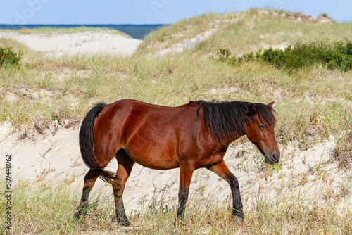 Bilde på lerret "Corolla Wild Mare"