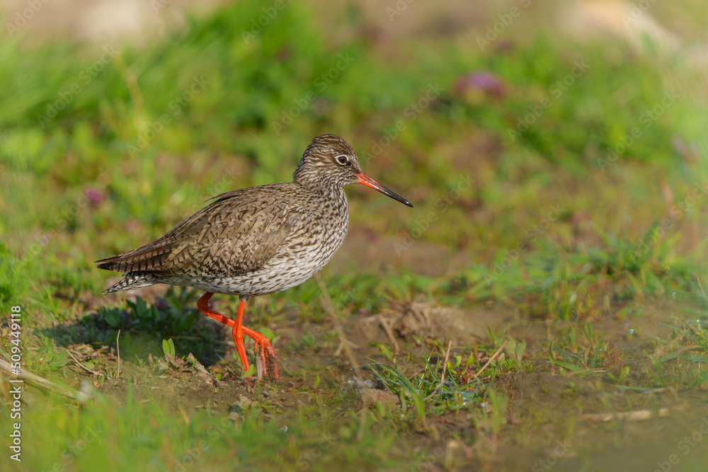 Common Redshank (Tringa totanus) in natural habitat searching for food around a small pond in a meadow in the Netherlands. Common Redshank (Tringa totanus) in natural habitat searching for food around a small pond in a meadow in the Netherlands.