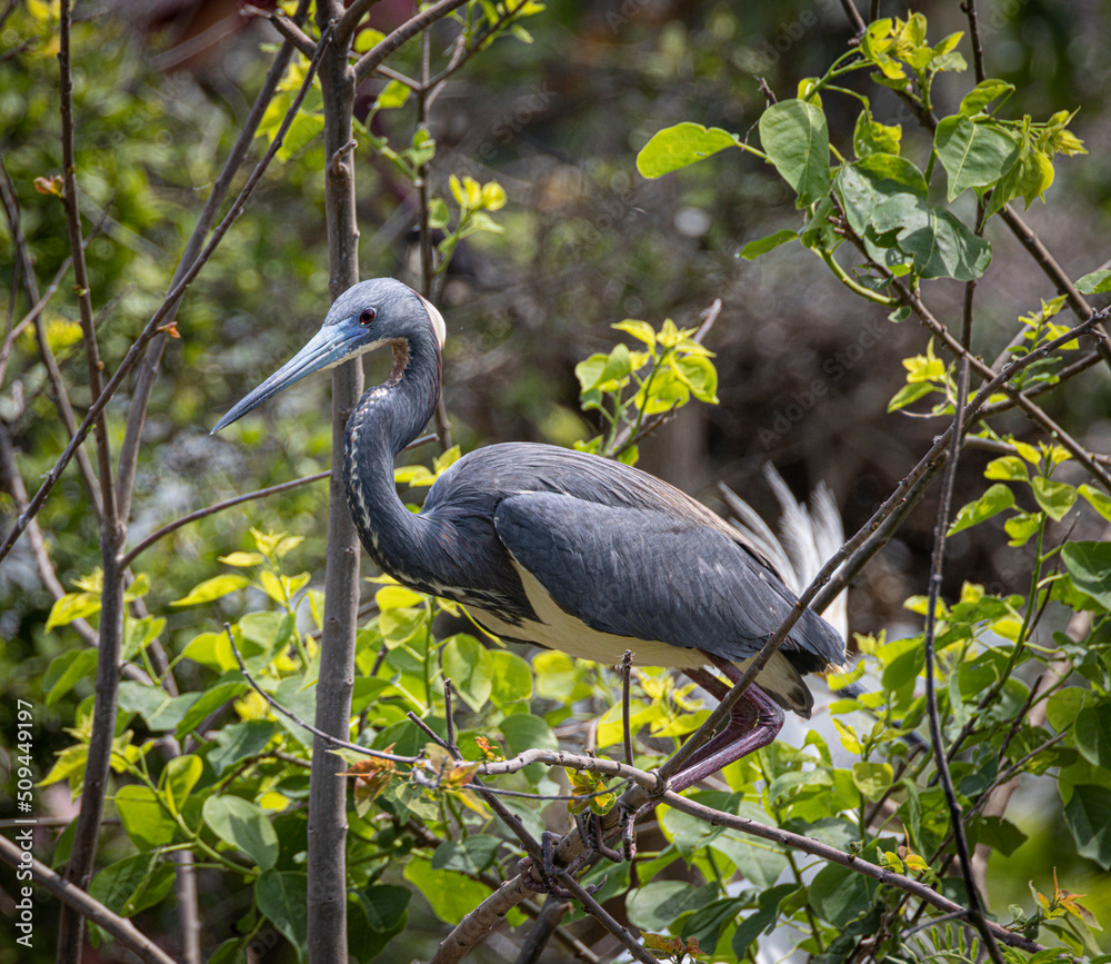 Fototapeta premium Birds from the Rookery