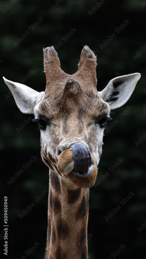 Giraffe licking its nose portrait