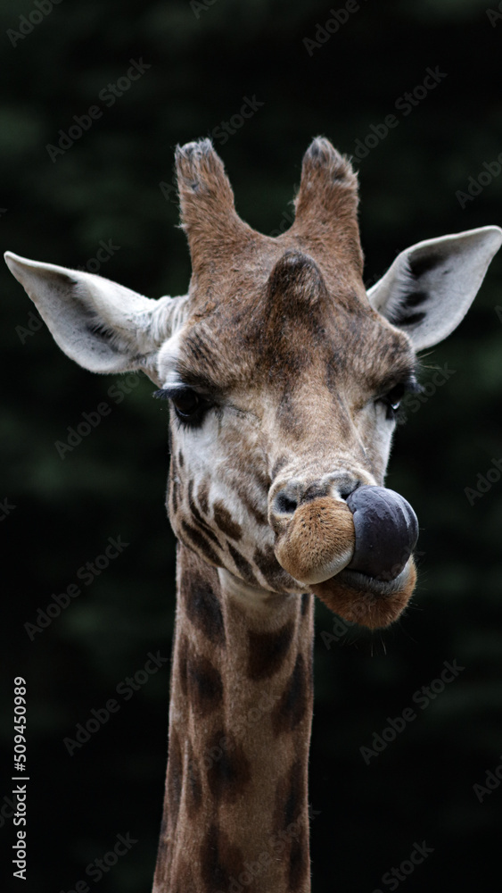 Naklejka premium Giraffe licking its nose
