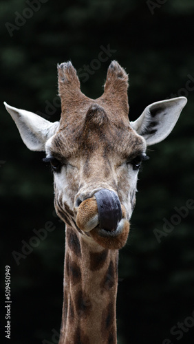Giraffe licking its nose portrait © Philip