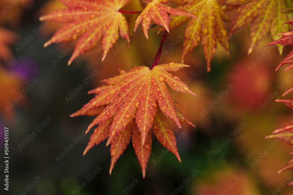 Orange Red Japanese Maple with raindrops Orange Red Japanese Maple with raindrops