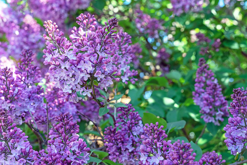 Purple Lilac flowers. Branch with blooming lilac. Delicate and fragrant Lilac flowers.