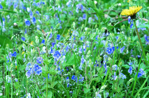 Veronica dubravnaya blue-blue delicate small flowers against the background of green grass and dandelion.