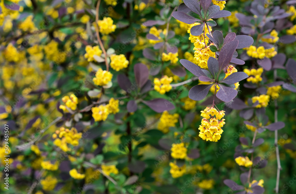 Obraz premium Small yellow flowers of Tunberg's barberry or Japanese barberry. Thunberg barberry is an ornamental shrub with purple-carmine foliage and yellow flowers.