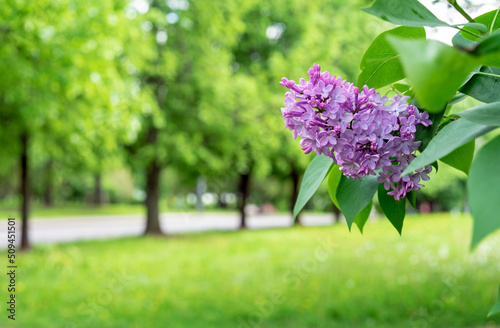 Fototapeta Naklejka Na Ścianę i Meble -  Purple Lilac flowers. Branch with blooming lilac. Delicate and fragrant Lilac flowers.