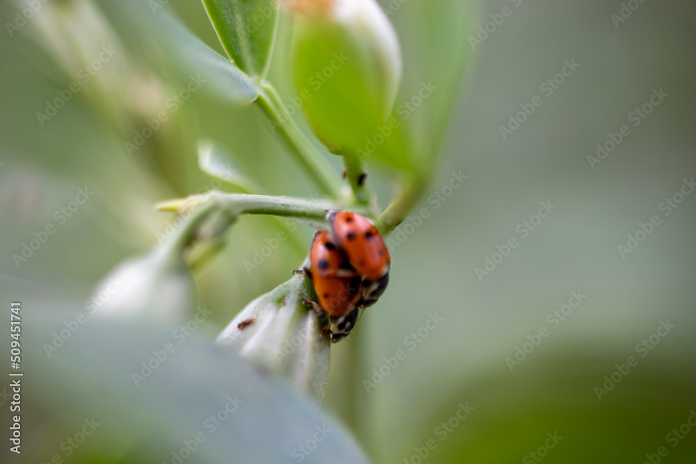 ladybug on a green leaf ladybug on a green leaf