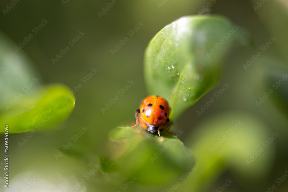 Fototapeta premium ladybug on green leaf