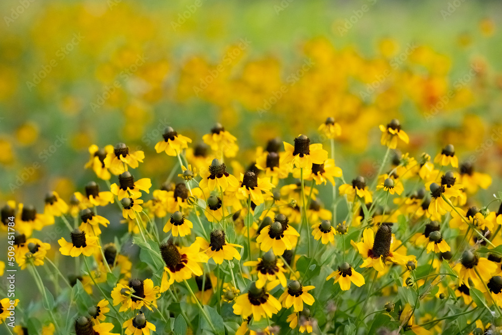 Obraz premium Wild Flowers