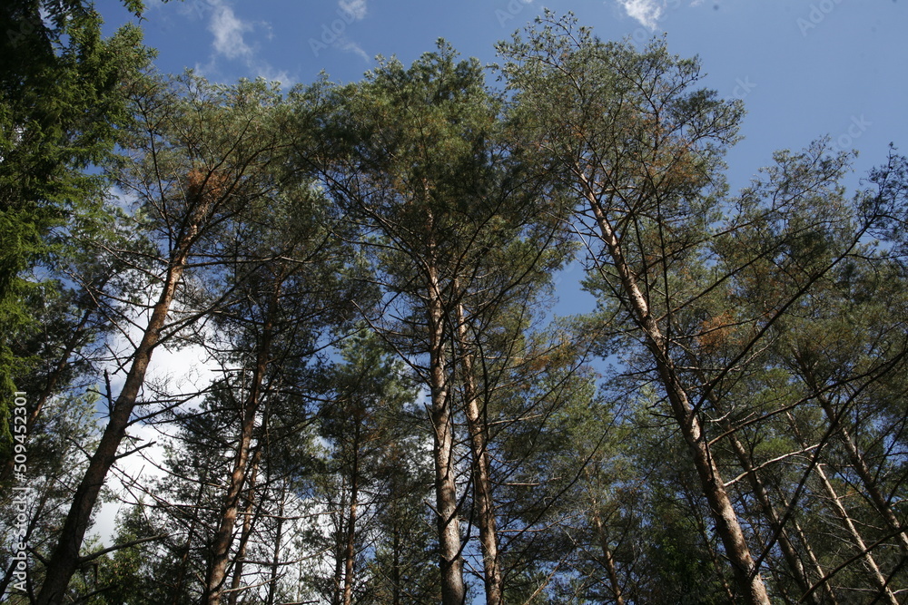 trees and sky trees and sky