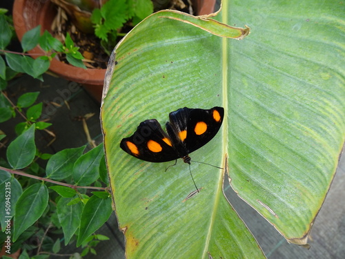 Farfalla nera con macchie arancio posata su una foglia photo