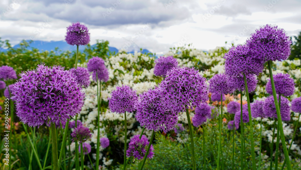 Obraz premium Beautiful purple allium field against white flowers, mountains and clouds in region