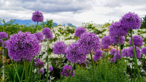 Beautiful purple allium field against white flowers, mountains and clouds in region photo