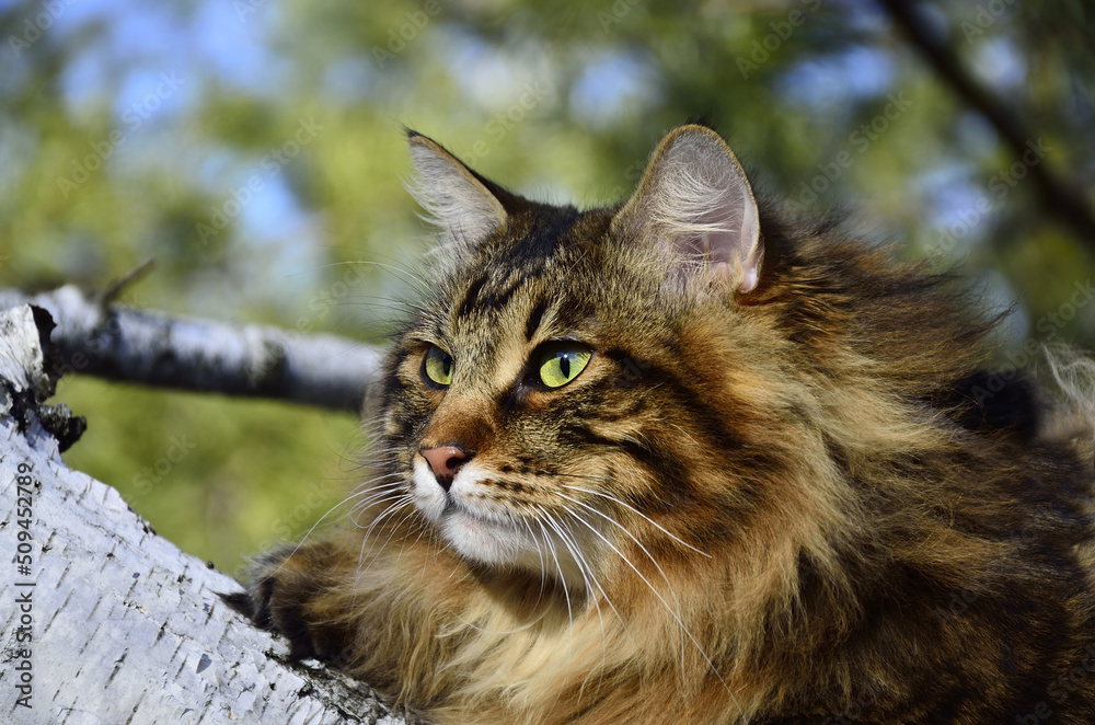 Fluffy tabby cat close-up on a birch.