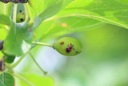 Anthonomus Furcipes rectirostris or cherry weevil, stone fruit weevil is a major pests of cherry trees Prunus avium, cerasus, mahaleb, padus, spinosa. Beetle on plum fruit. photo