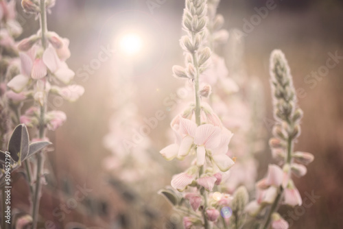 Fototapeta Naklejka Na Ścianę i Meble -  close up of pink small flowering wildflowers and daylight landscape