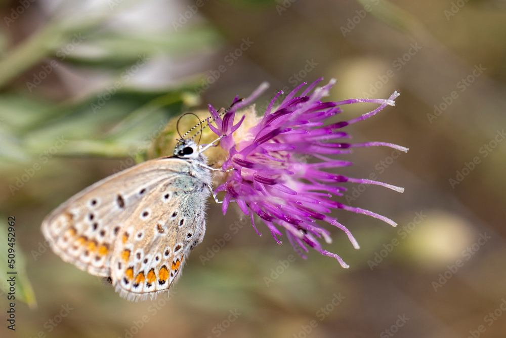 Fototapeta premium butterfly on thistle