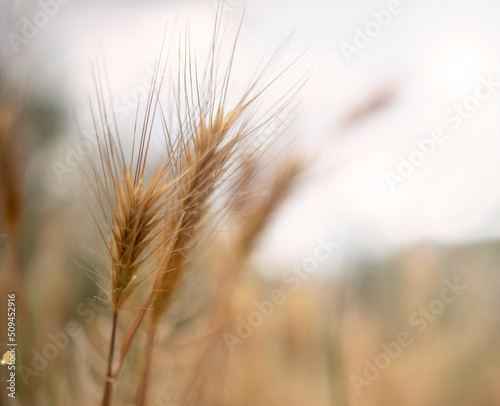 Ears of wheat blowing in the wind, against the sky.