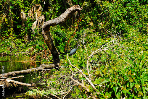 Little blue heron in the Central Florida swamps at Rock springs run
