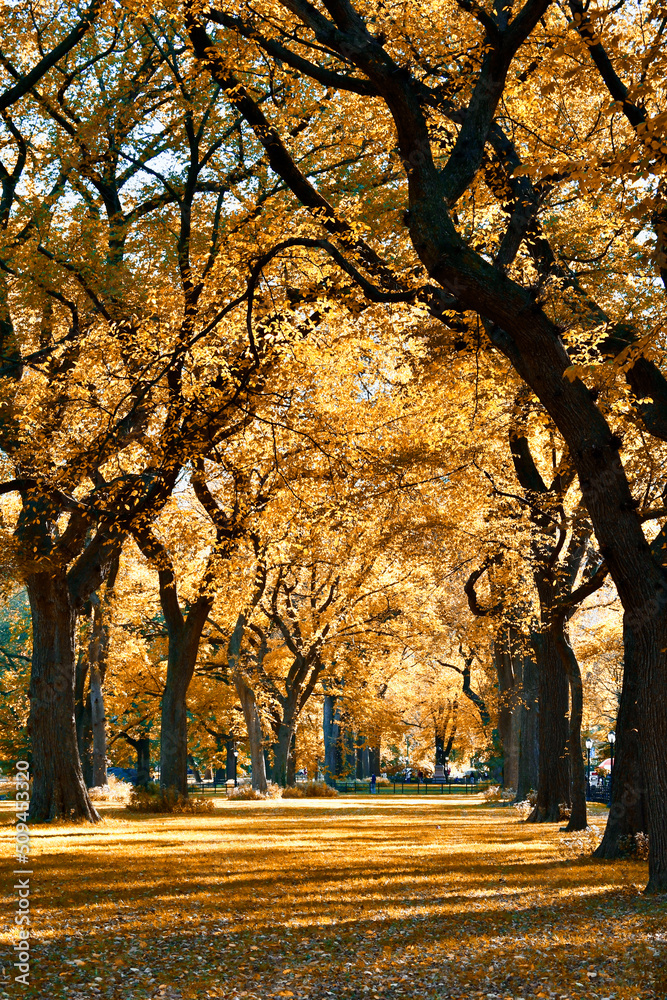 Fototapeta premium autumn in the park