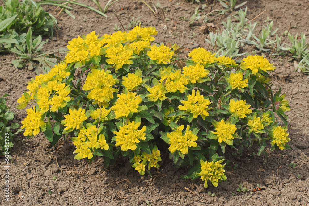 Euphorbia epithymoides, the cushion spurge, yellow blooming specie of the plant in the family Euphorbiaceae, a compact, clump-forming, herbaceous perennial flower in Royal Game Reserve in Prague.