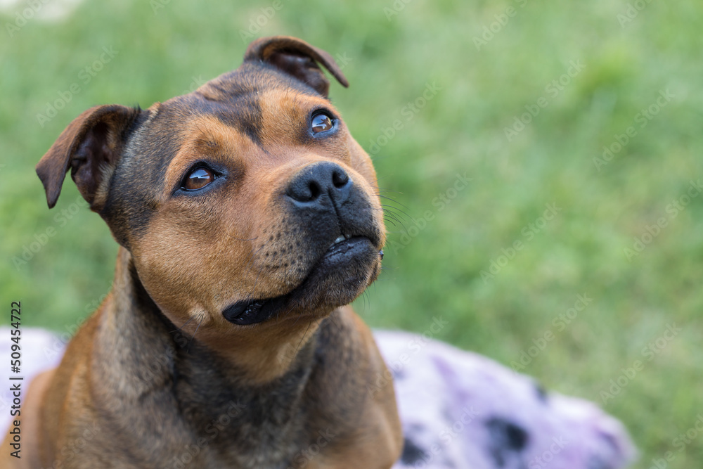 Staffordshire bull terrier,adult dog from professional breeding of purebred dogs in Poland.