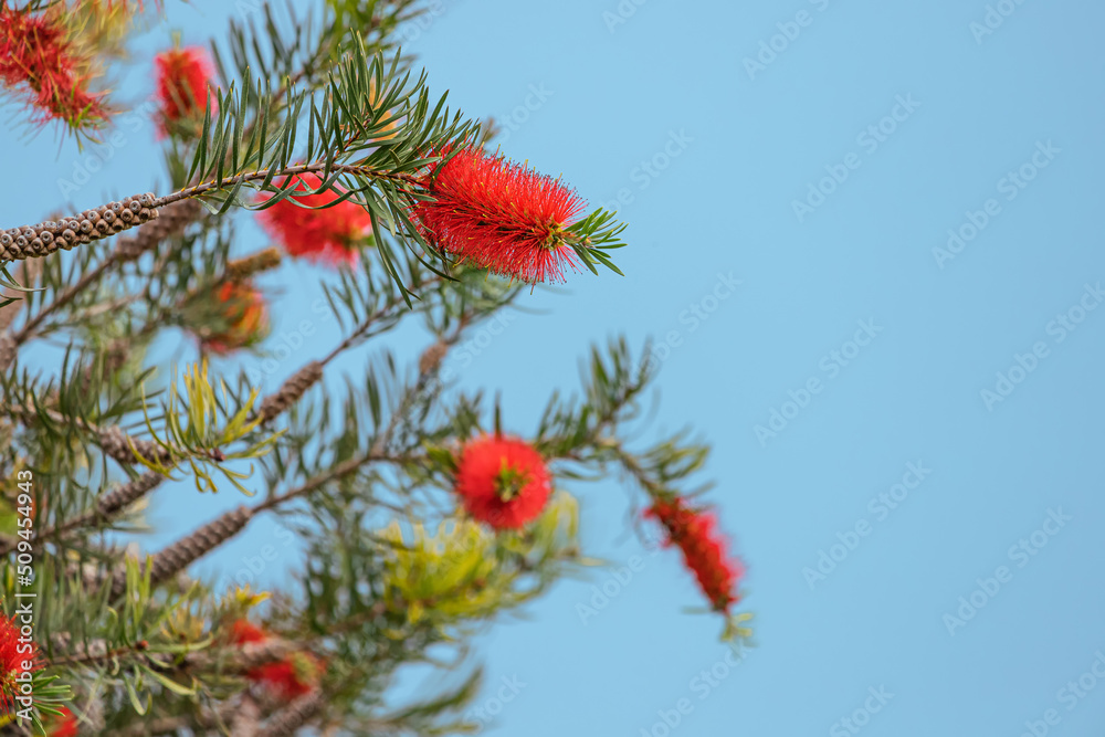 callistemon or bottle brush tree blooming in tropical park. Native to Australia, used in ornamental gardens around the world