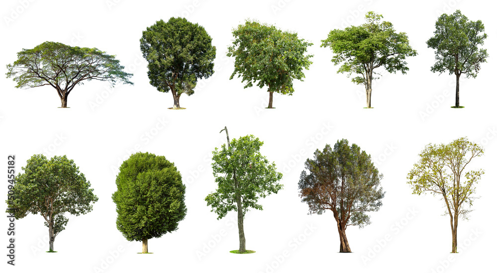Isolated trees on white background , The collection of trees, Exotic tropical tree for design. Isolated trees on white background , The collection of trees, Exotic tropical tree for design.