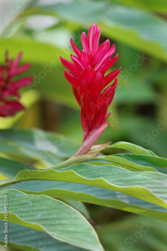 red ginger flower for tropical garden decoration © FranciscoJavier