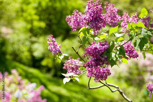 Closeup on a lilac branch in bloom on green background. photo