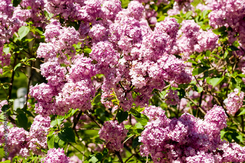 Closeup on a lilac branch in bloom on green background.
