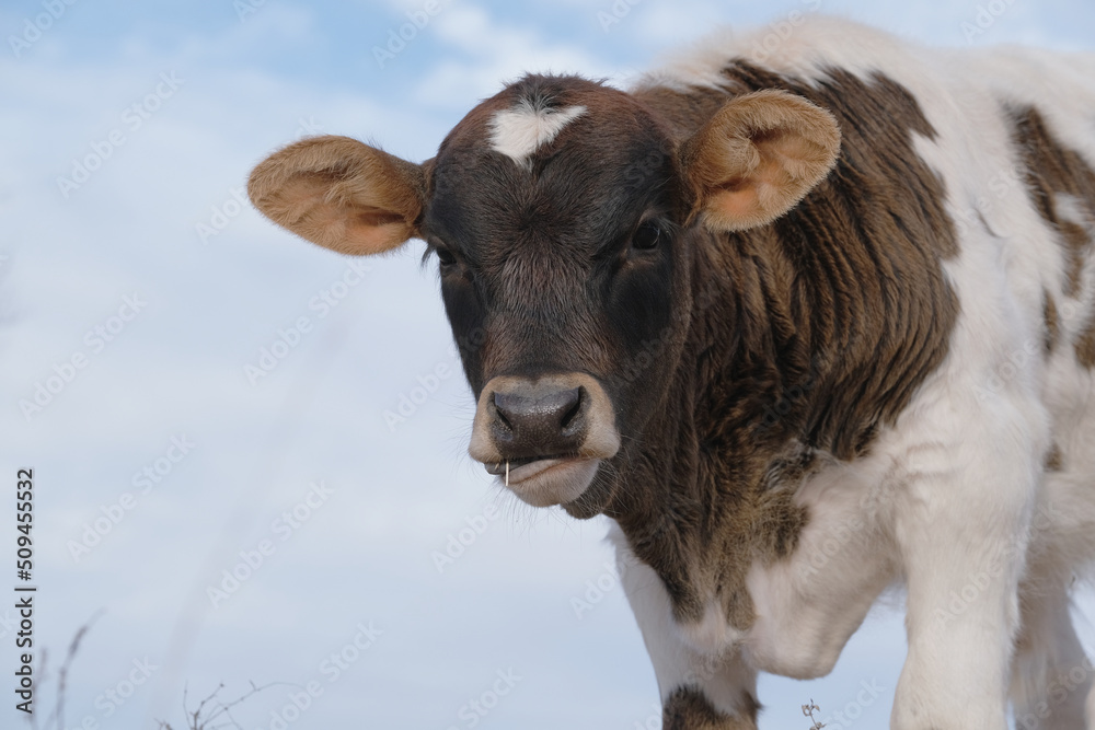 Spotted calf on farm with isolated sky background.