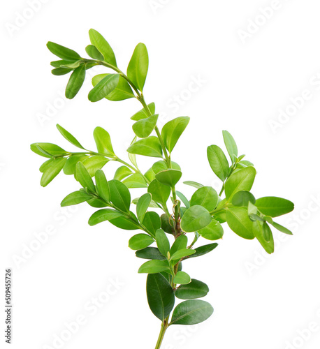 Boxwood branch isolated on white background. Green boxwood sprig. Buxus with clipping path. © vandycandy