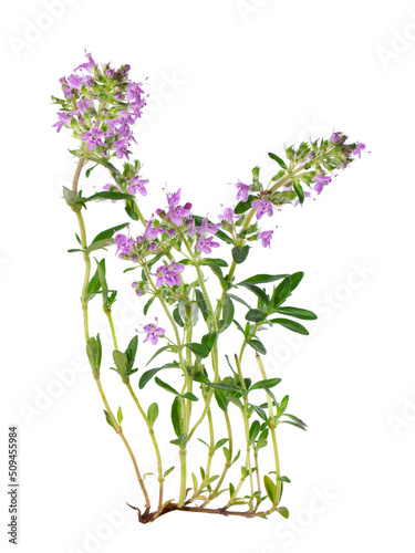 Wild thyme flowers, isolated on white background. Blooming sprigs of thymus serpyllum.