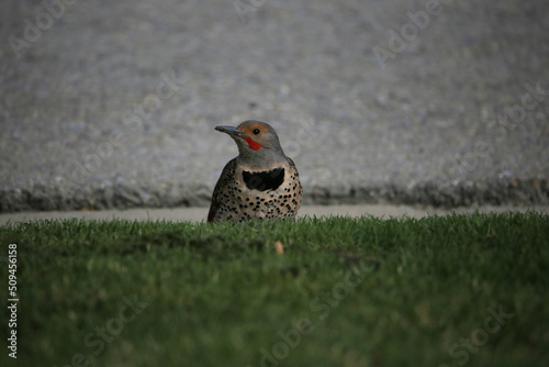 Flicker