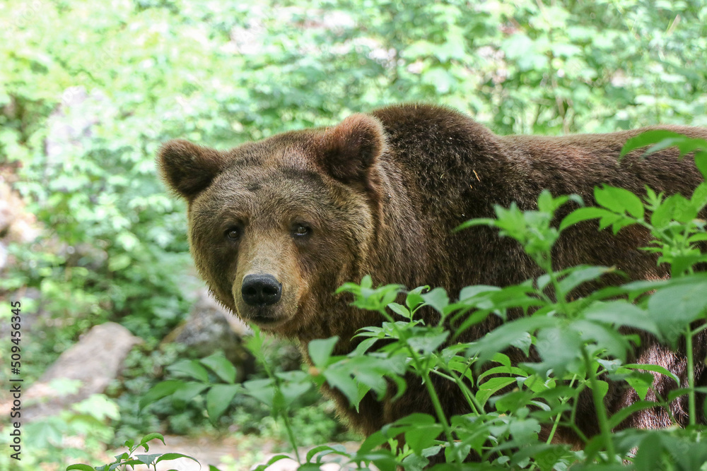 Braunbär im Wald