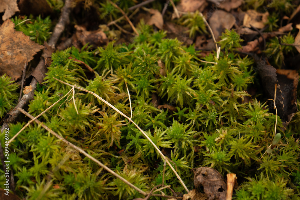 Sphagnum moss in a bog or fen Sphagnum moss in a bog or fen