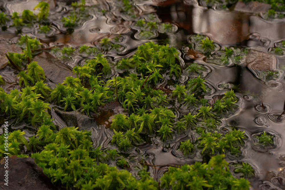 Close-up of vibrant green moss growing in shallow water with rippling reflections and fallen leaves, capturing a natural wetland scene in autumn Close-up of vibrant green moss growing in shallow water with rippling reflections and fallen leaves, capturing a natural wetland scene in autumn